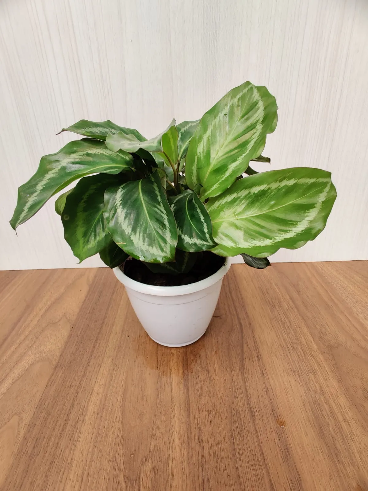 Calathea Jf Macbr Live plant