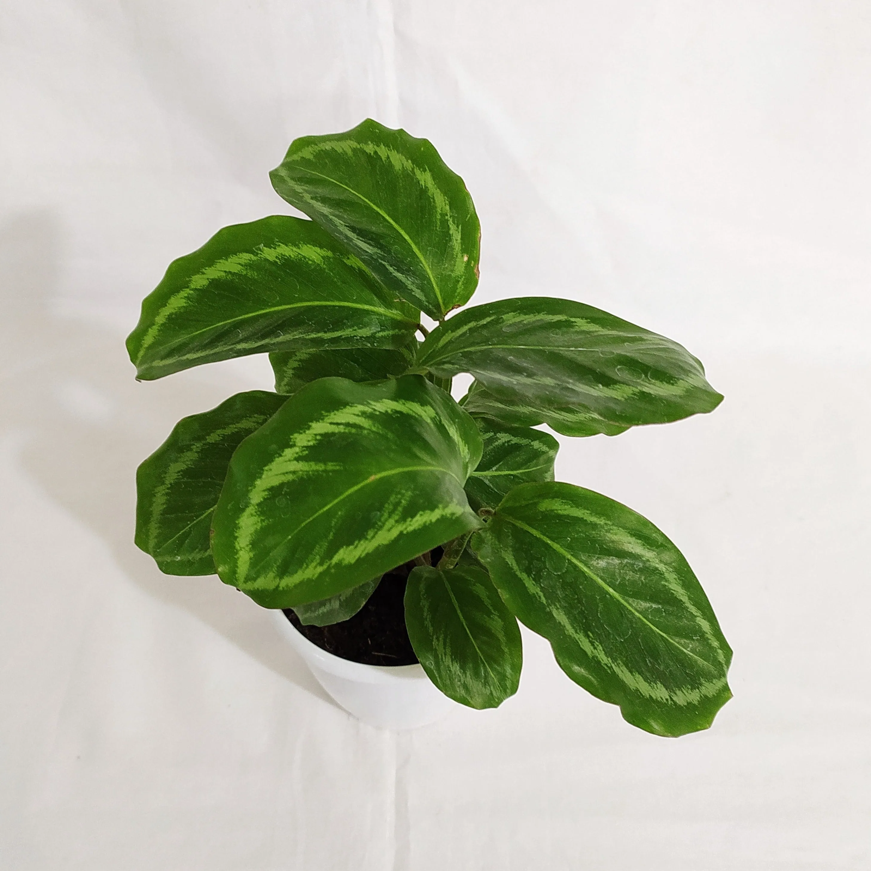 Calathea Jf Macbr Live plant