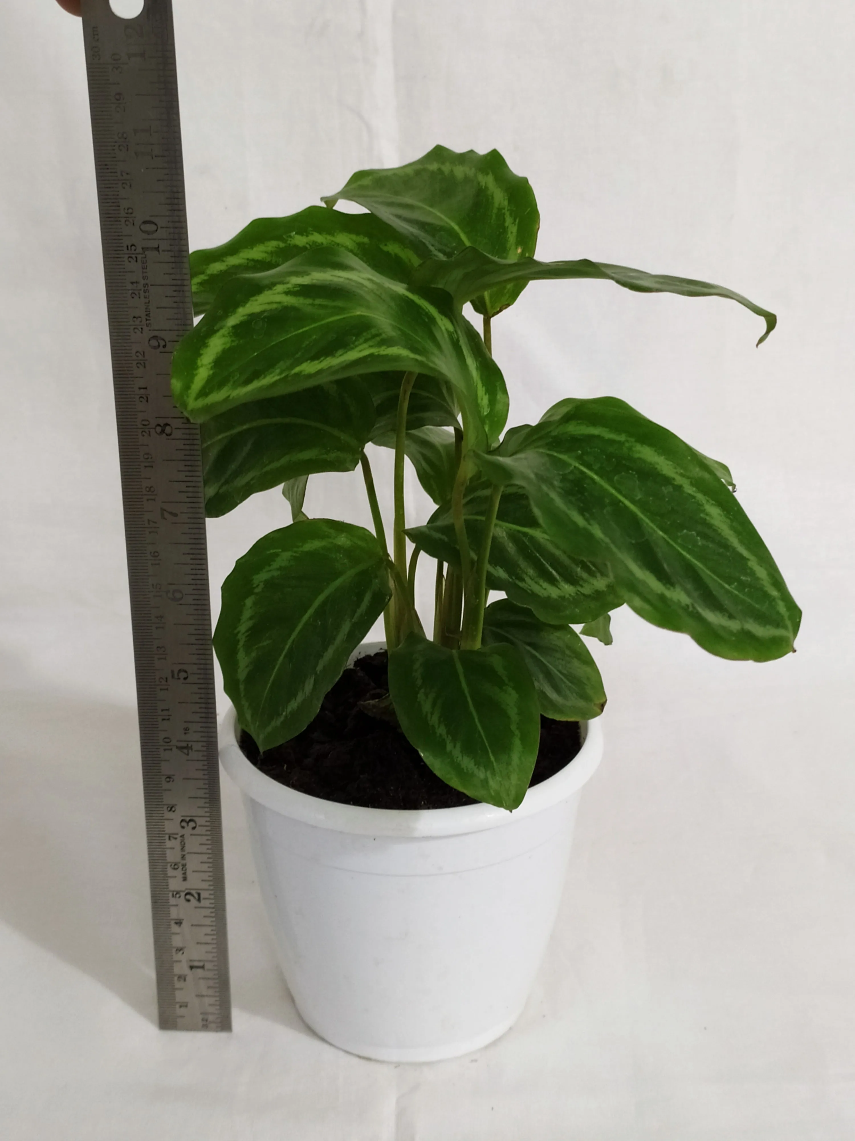 Calathea Jf Macbr Live plant