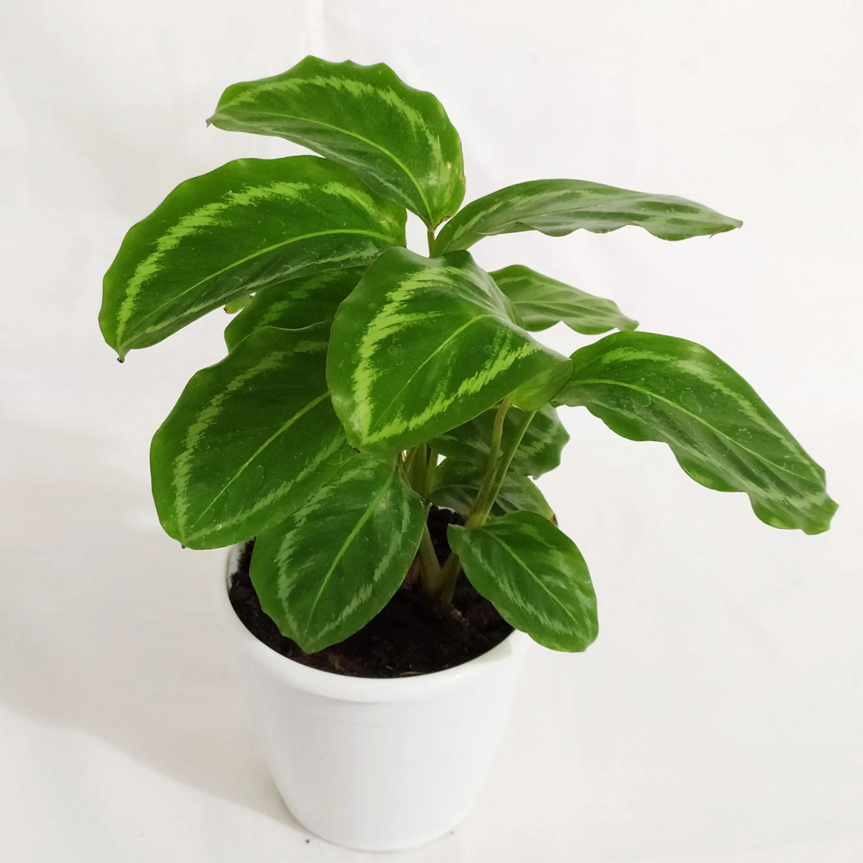 Calathea Jf Macbr Live plant