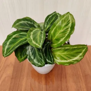 Calathea Jf Macbr Live plant