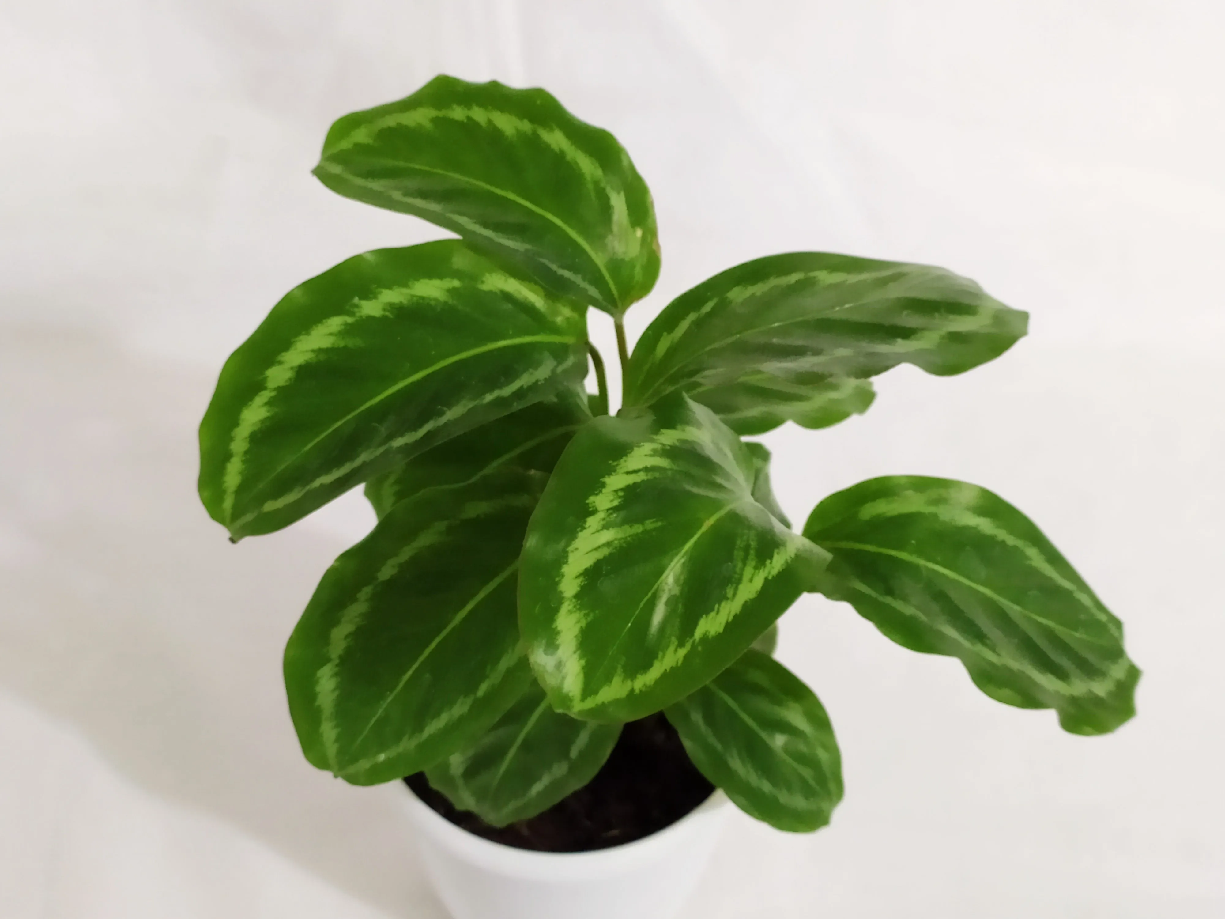 Calathea Jf Macbr Live plant