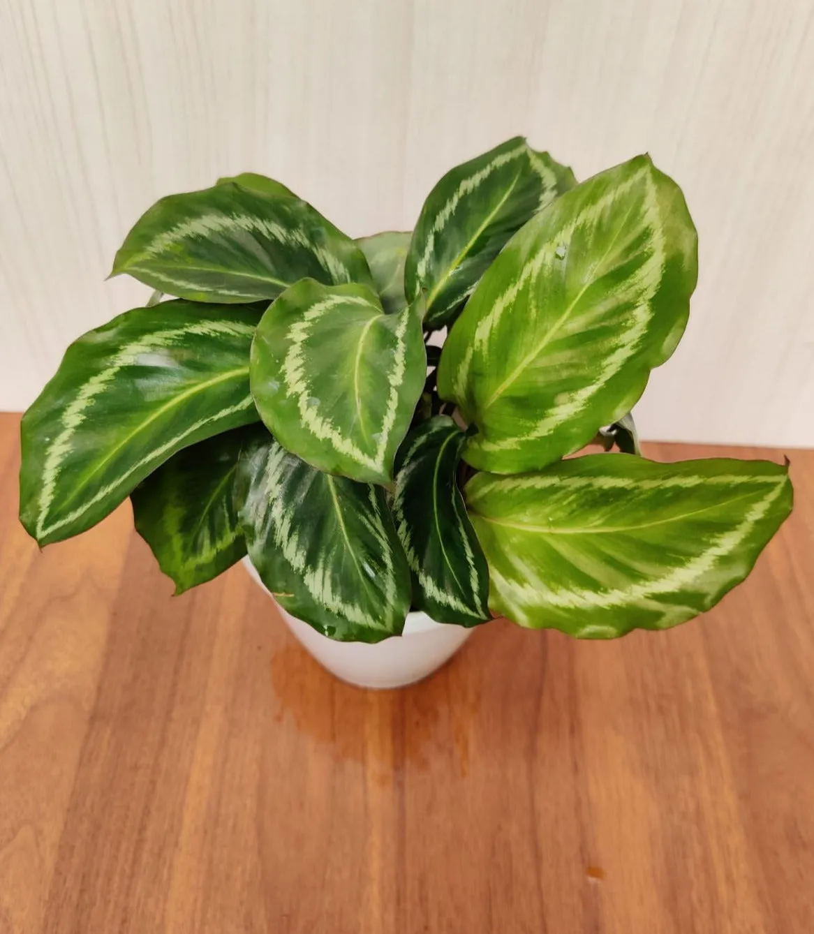 Calathea Jf Macbr Live plant