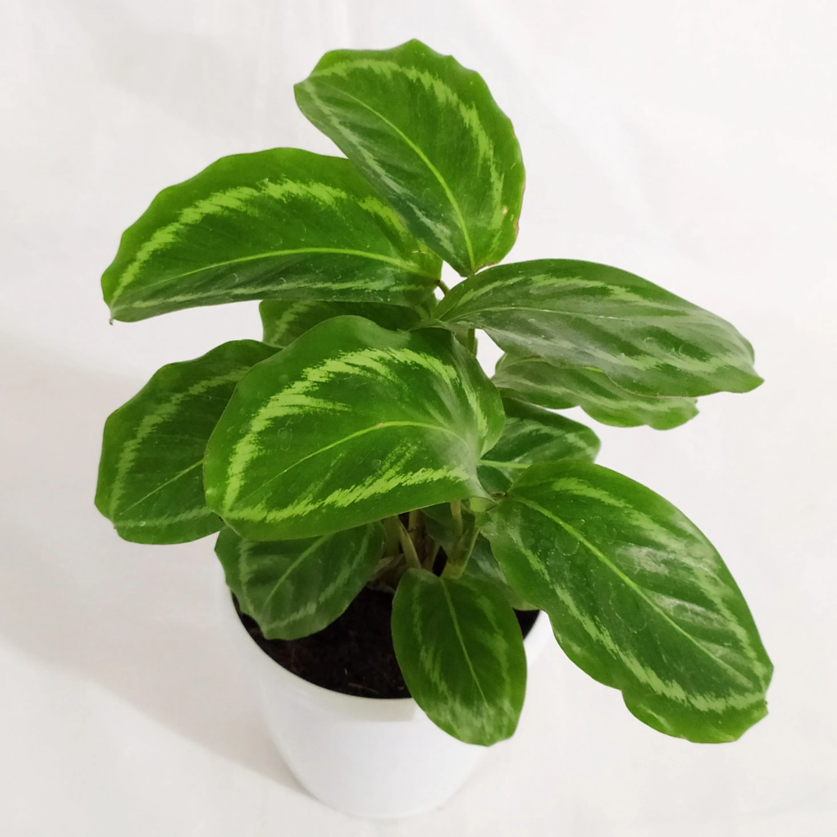 Calathea Jf Macbr Live plant