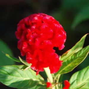 Celosia Chief Fire Seeds