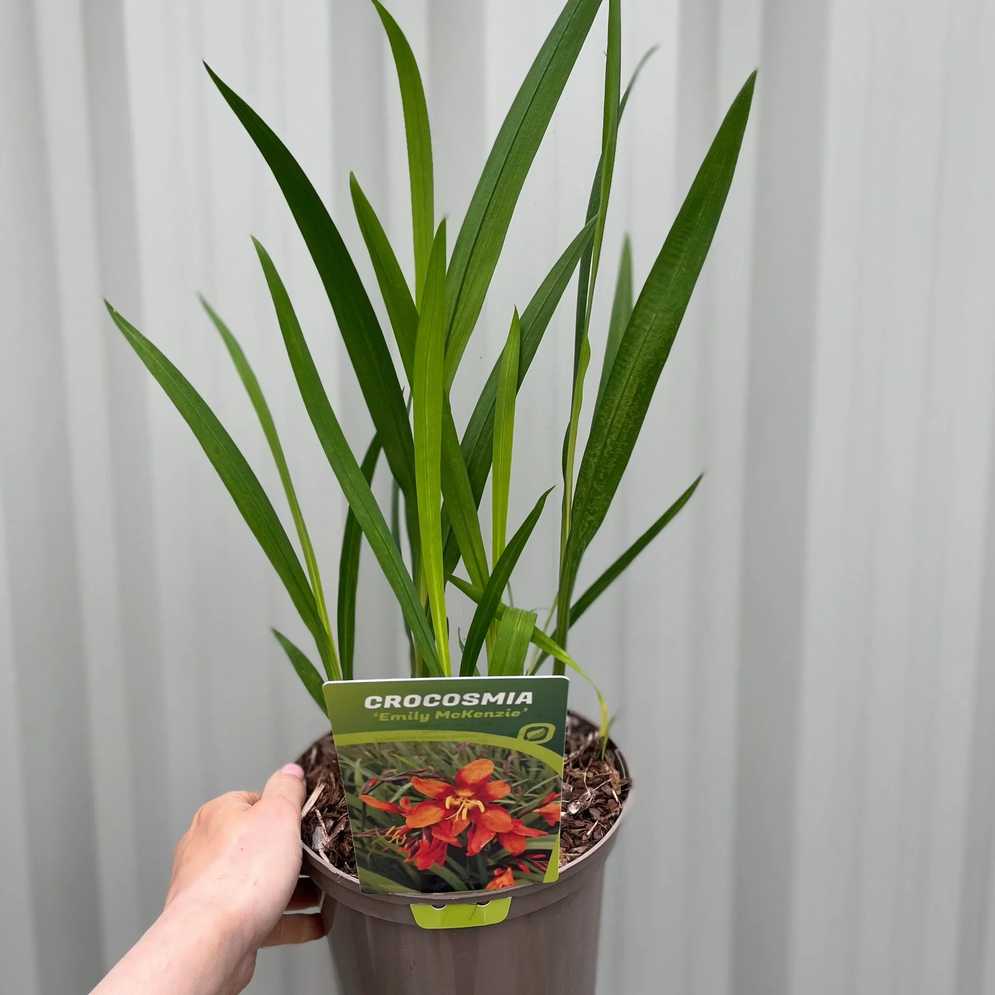 Crocosmia x crocosmiiflora 'Emily Mckenzie' 9cm/2L