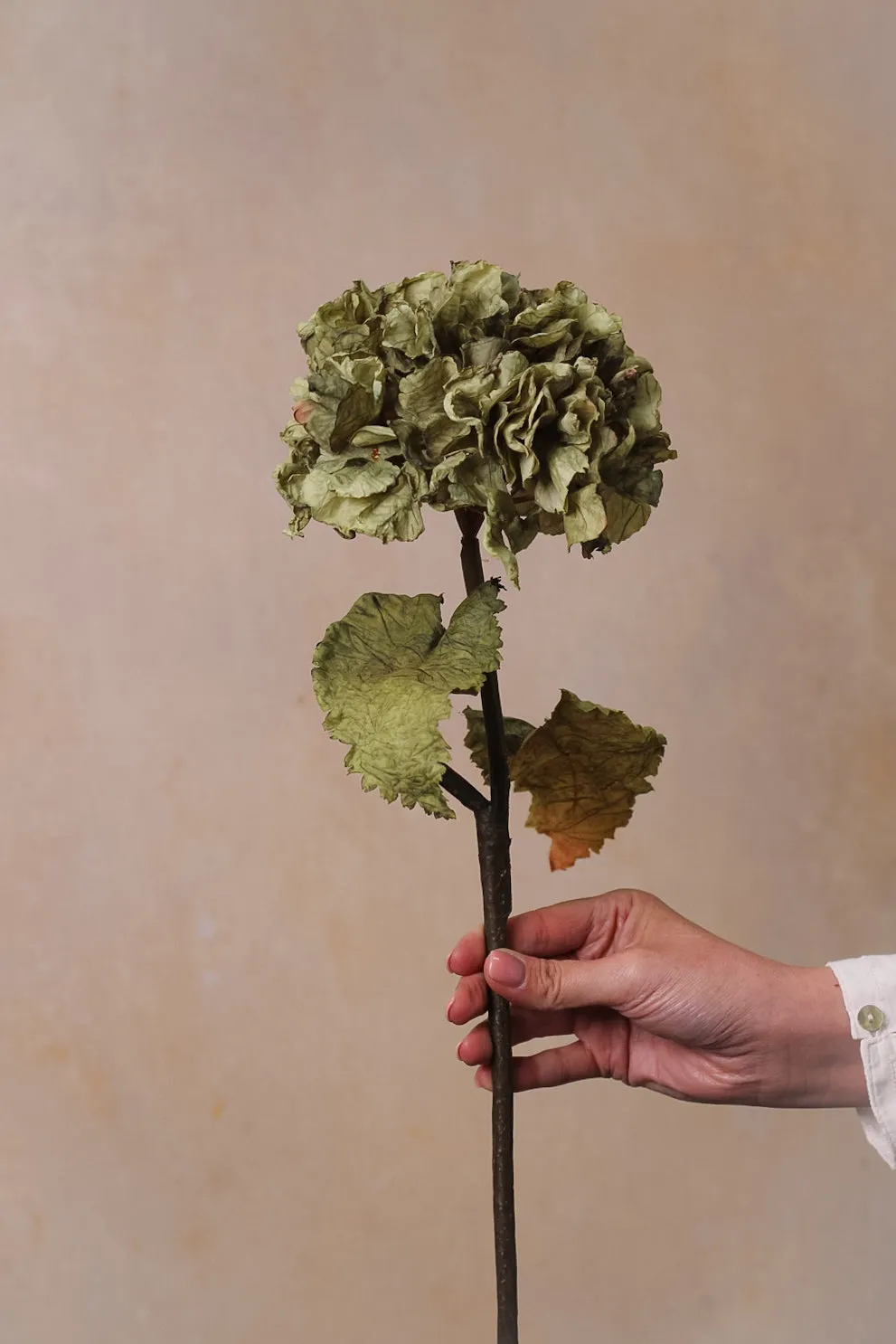 Faux Sage Dried Ruffle Hydrangea