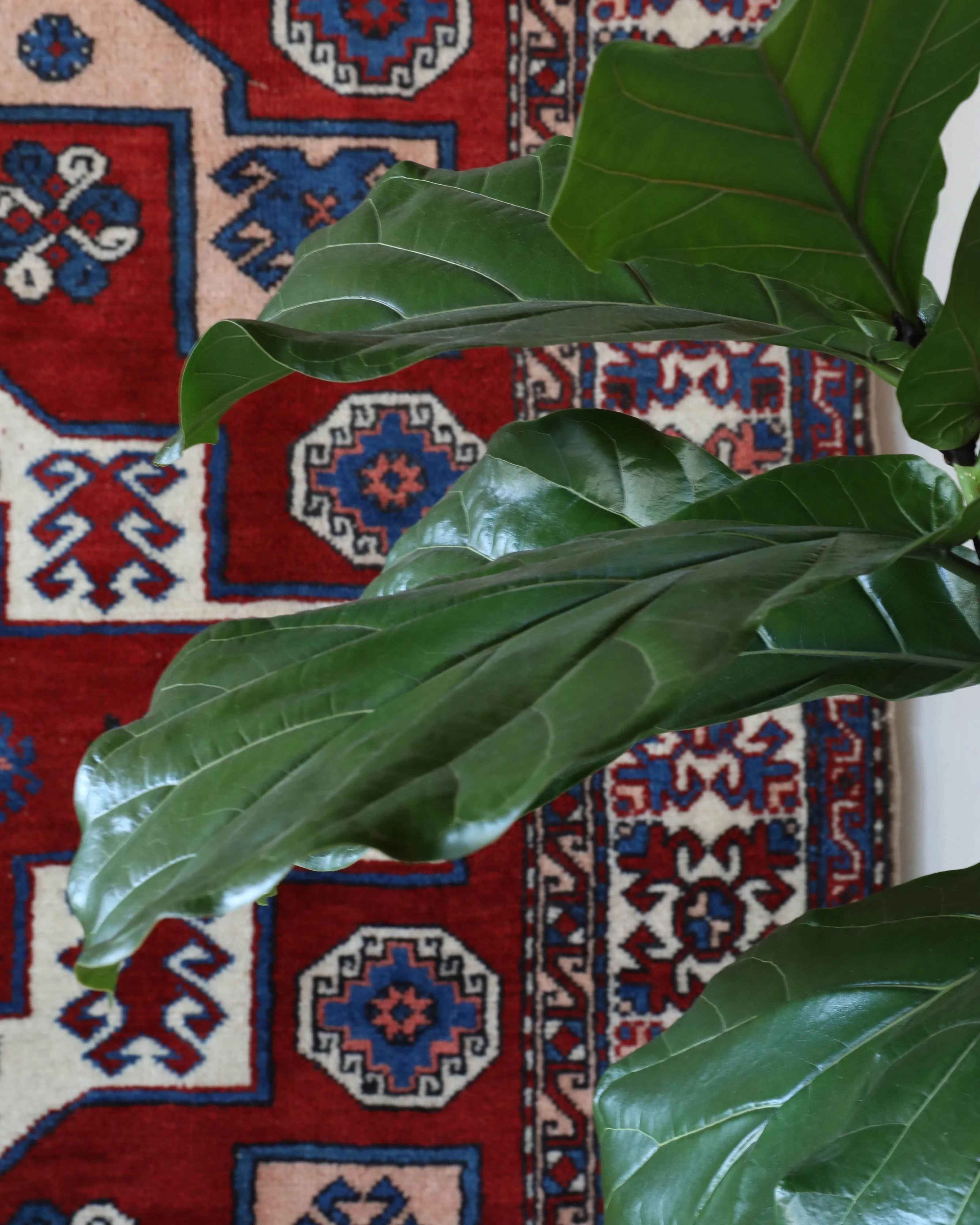 Vintage Pergamum Rug 5'11"x8'10"